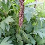 Pedicularis recutita Цветок