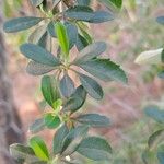 Aloysia gratissima Leaf