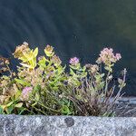 Sedum telephium Flower