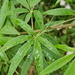 Vitex agnus-castus Leaf