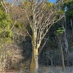 Pachypodium lamerei Costuma