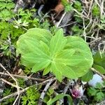 Delphinium staphisagria Blatt