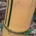 Bambusa vulgaris Кора
