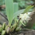 Bulbophyllum schimperianum Flor