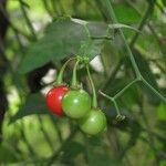 Solanum triquetrum Плод