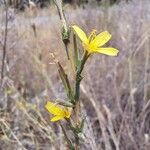 Lactuca viminea 花