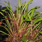 Maxillaria egertoniana Іншае