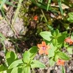Lysimachia arvensis Blüte