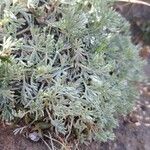 Artemisia glacialis List