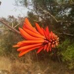 Erythrina lysistemon Квітка