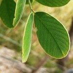 Senna atomaria Leaf