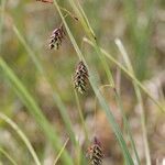 Carex magellanica Arall