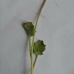 Phacelia campanularia Hoja