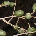 Microdesmia arborea Fruit