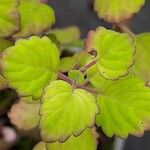 Plectranthus ernstii 葉