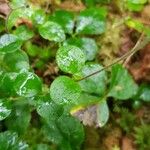 Linnaea borealis Hostoa