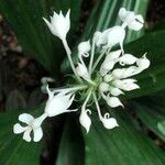 Calanthe triplicata ᱵᱟᱦᱟ