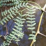 Prosopis juliflora Leaf