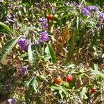 Solanum elaeagnifolium 花