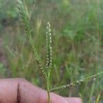 Paspalum scrobiculatum Плод