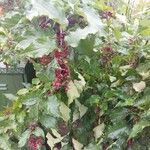 Leycesteria formosaFruit