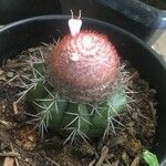 Melocactus matanzanus Květ