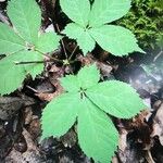 Panax quinquefolius Blad