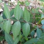 Senna occidentalis Leaf