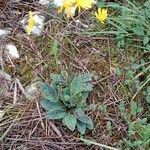 Hieracium maculatum Costuma