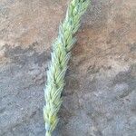 Triticum aestivumഇല