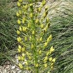 Eremurus stenophyllus Natur