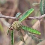 Mimosa pigra Levél