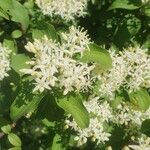 Cornus sanguineaFlor