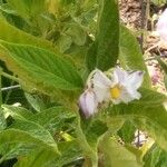 Solanum muricatum Kvet