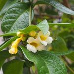 Anemopaegma paraense Flor