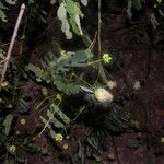 Zapoteca formosa Hábito