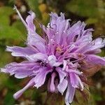 Monarda fistulosa 花