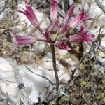 Allium atrorubens Blomma