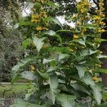 Inula racemosa Habit