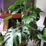 Monstera deliciosa Leaf