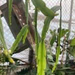 Rhipsalis micrantha Leaf