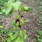 Ribes nigrumFrutto