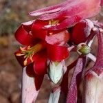 Tylecodon paniculatus Flower