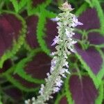 Plectranthus scutellarioides Çiçek