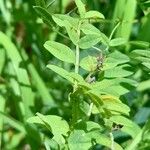 Vicia nigricans Hoja