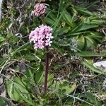 Valeriana tuberosa 花