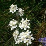Achillea erba-rotta Цветок