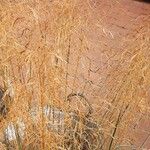 Deschampsia cespitosa Характер