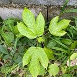 Cecropia peltata Leaf