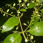 Chiococca belizensis Blodyn